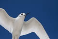 White Tern Gygis alba leucopes