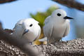 White Tern Gygis alba leucopes