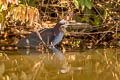 Agami Heron Agamia agami (Chestnut-bellied Heron)