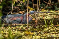 Agami Heron Agamia agami (Chestnut-bellied Heron)