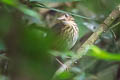 Amazonian Antpitta Myrmothera berlepschi berlepschi