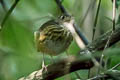 Amazonian Antpitta Myrmothera berlepschi berlepschi