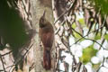 Amazonian Barred Woodcreeper Dendrocolaptes certhia radiolatus