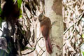 Amazonian Barred Woodcreeper Dendrocolaptes certhia radiolatus