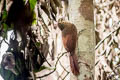 Amazonian Barred Woodcreeper Dendrocolaptes certhia radiolatus