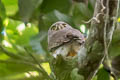 Amazonian Pygmy Owl Glaucidium hardyi