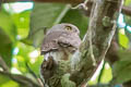 Amazonian Pygmy Owl Glaucidium hardyi