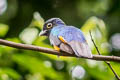 Amazonian Trogon Trogon ramonianus ramonianus