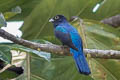 Amazonian Trogon Trogon ramonianus ramonianus