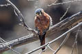 American Kestrel Falco sparverius peruvianus