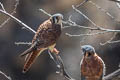American Kestrel Falco sparverius peruvianus