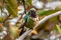 Amethyst-throated Sunangel Heliangelus amethysticollis amethysticollis