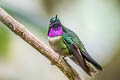 Amethyst-throated Sunangel Heliangelus amethysticollis decolor