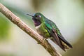 Amethyst-throated Sunangel Heliangelus amethysticollis decolor