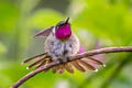 Amethyst Woodstar Calliphlox amethystina