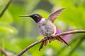 Amethyst Woodstar Calliphlox amethystina