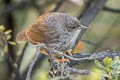 Ancash Tapaculo Scytalopus affinis