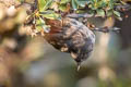 Ancash Tapaculo Scytalopus affinis