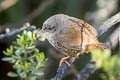 Ancash Tapaculo Scytalopus affinis