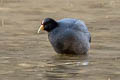 Andean Coot Fulica ardesiaca ardesiaca