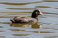 Andean Coot Fulica ardesiaca ardesiaca