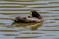 Andean Coot Fulica ardesiaca ardesiaca