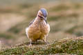 Andean Flicker Colaptes rupicola puna