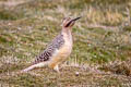 Andean Flicker Colaptes rupicola puna