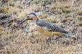 Andean Flicker Colaptes rupicola puna