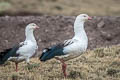 Andean Goose Chloephaga melanoptera