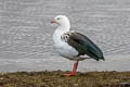 Andean Goose Chloephaga melanoptera