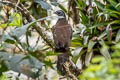 Andean Guan Penelope montagnii plumosa