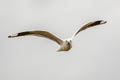 Andean Gull Chroicocephalus serranus