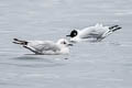 Andean Gull Chroicocephalus serranus