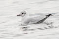 Andean Gull Chroicocephalus serranus