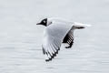 Andean Gull Chroicocephalus serranus