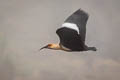 Andean Ibis Theristicus branickii