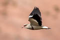 Andean Lapwing Vanellus resplendens