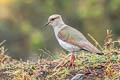 Andean Lapwing Vanellus resplendens