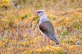 Andean Lapwing Vanellus resplendens