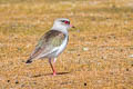 Andean Lapwing Vanellus resplendens