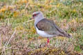 Andean Lapwing Vanellus resplendens