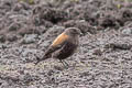 Andean Negrito Lessonia oreas