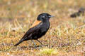 Andean Negrito Lessonia oreas