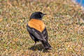 Andean Negrito Lessonia oreas