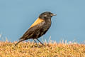 Andean Negrito Lessonia oreas