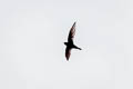 Andean Swift Aeronautes andecolus peruvianus