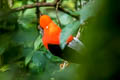 Andean Cock-of-the-rock Rupicola peruvianus saturatus