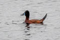 Andaen Duck Oxyura ferruginea ferruginea