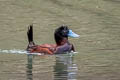 Andaen Duck Oxyura ferruginea ferruginea